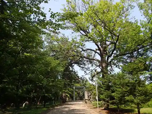 女満別神社の自然