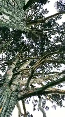 水分神社の自然