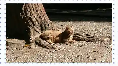 小野照崎神社(東京都)