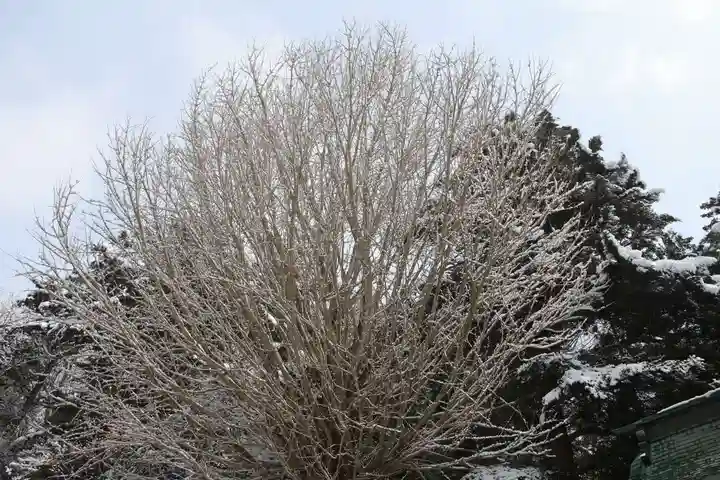 田村大元神社の自然
