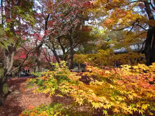 東福禅寺（東福寺）の自然