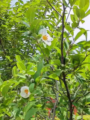 六孫王神社(京都府)