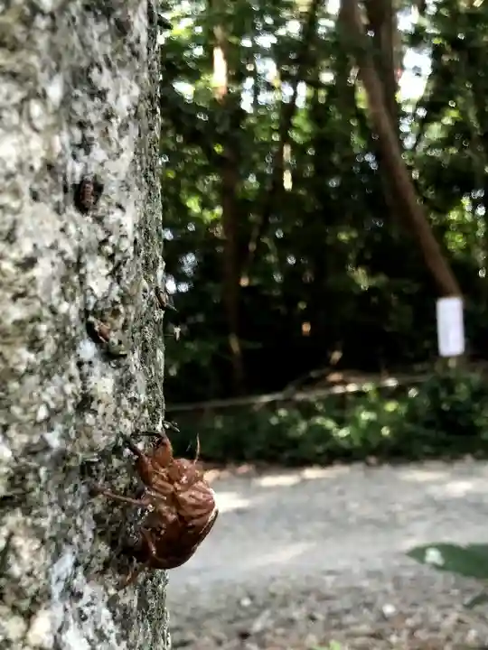 皇宮神社(宮崎神宮摂社)の動物