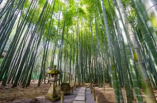 報国寺の庭園