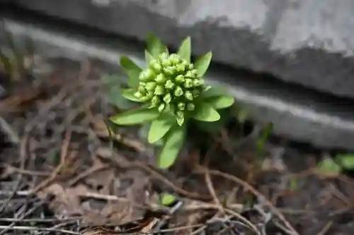 宝壽山 吉祥院(北海道)