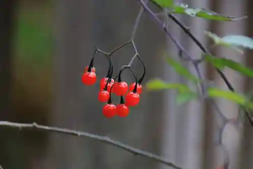 神炊館神社 ⁂奥州須賀川総鎮守⁂の自然