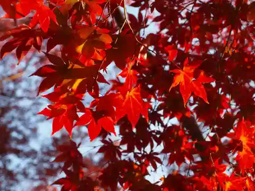 足利織姫神社の自然