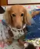 やす吉さんのプロフィール画像