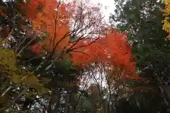 三峯神社(埼玉県)