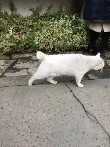 今戸神社の動物