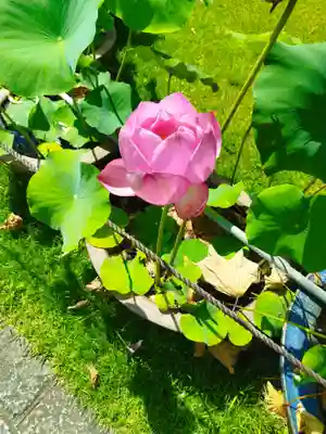 三室戸寺(京都府)