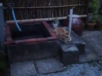 祥龍山 金剛寺の動物