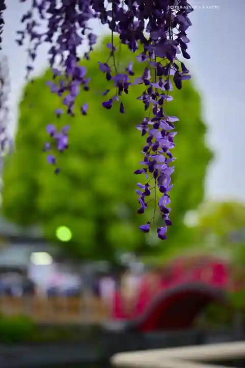 亀戸天神社(東京都)