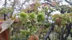 平野神社の自然