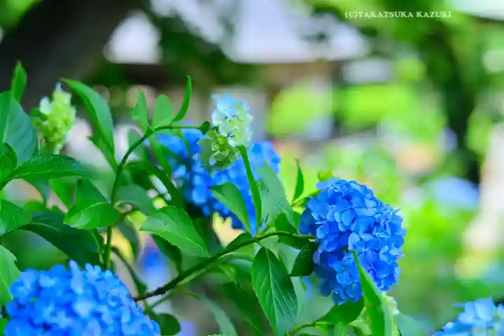 妙楽寺(神奈川県)