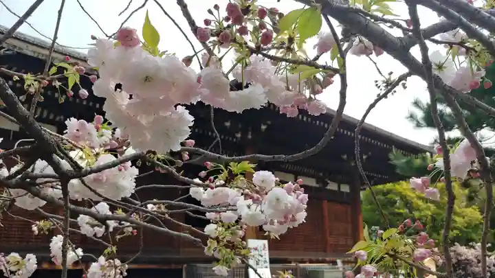 大報恩寺(千本釈迦堂)の自然