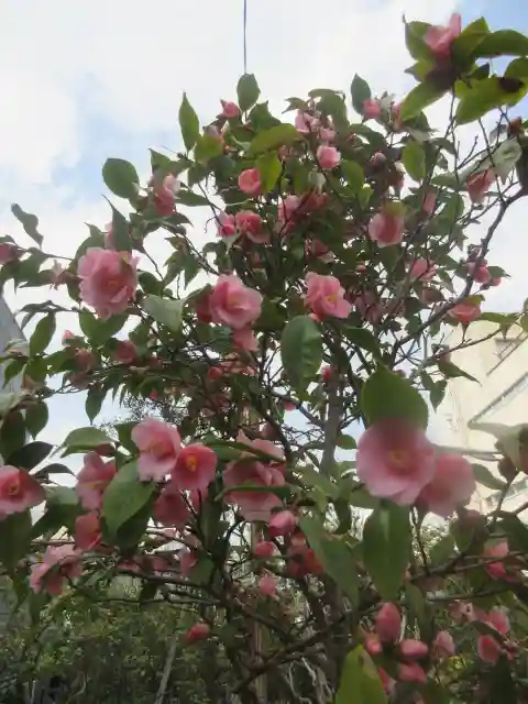 大巧寺(神奈川県)