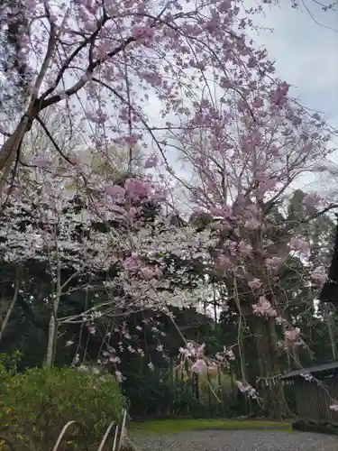 國吉神社の自然
