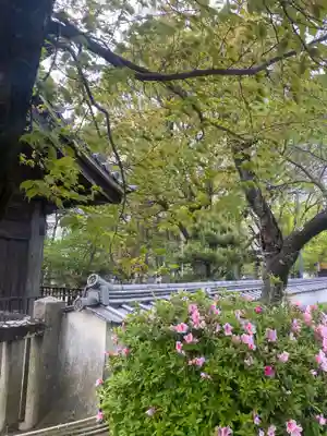 大樹寺（松安院大樹寺）(愛知県)