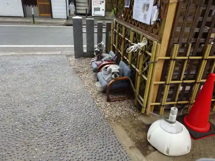 菊名神社の動物