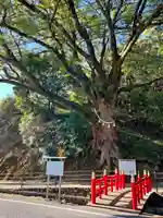 蛭児神社の自然