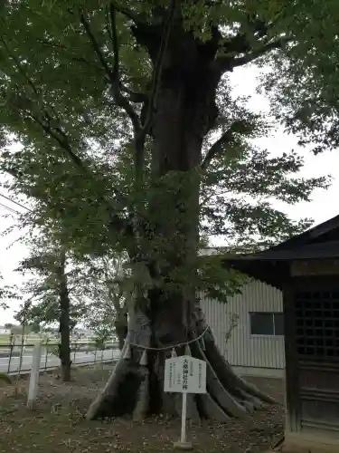 大桑神社の自然