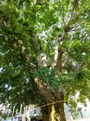 溝旗神社（肇國神社）(岐阜県)