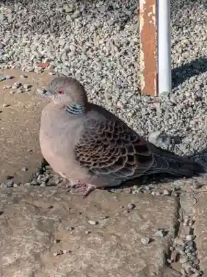 世田谷八幡宮(東京都)