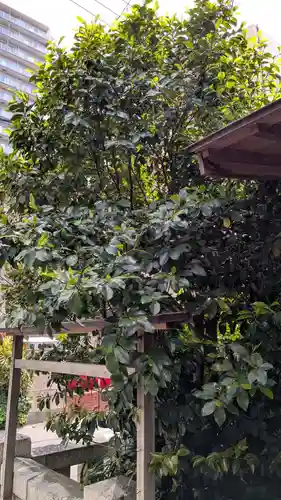 長崎大神宮の自然