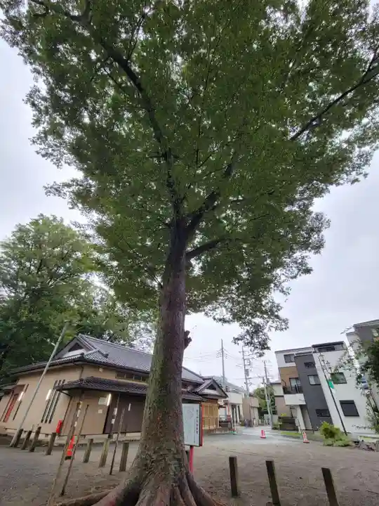 上町氷川神社の自然
