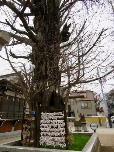 飛木稲荷神社の自然