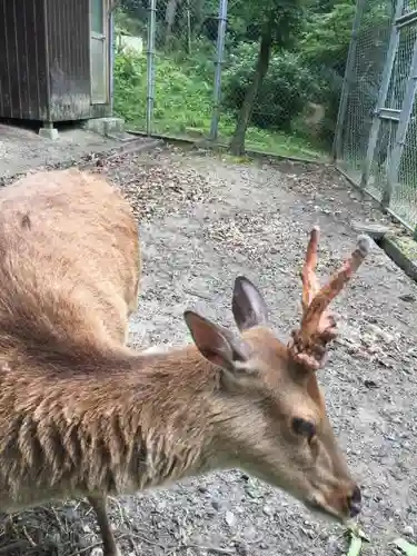 宝満宮竈門神社の動物