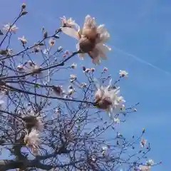 神明社（国府宮神明社）の自然