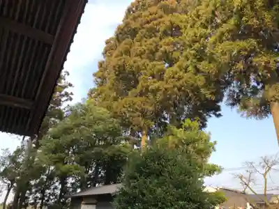 杉原神社の自然