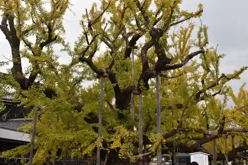 本願寺（西本願寺）の自然