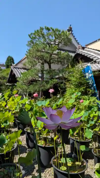 行願寺(革堂)(京都府)