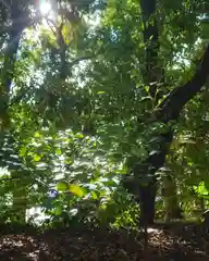 尾張大國霊神社（国府宮）の自然