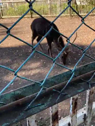 相州春日神社(神奈川県)