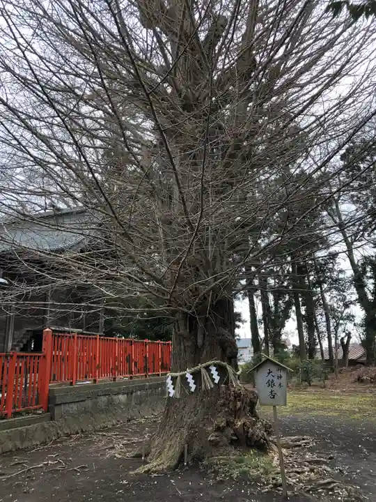 津島神社の自然