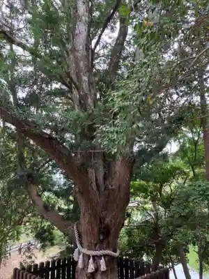 安房神社(千葉県)