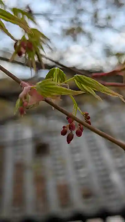 橋寺 放生院(京都府)