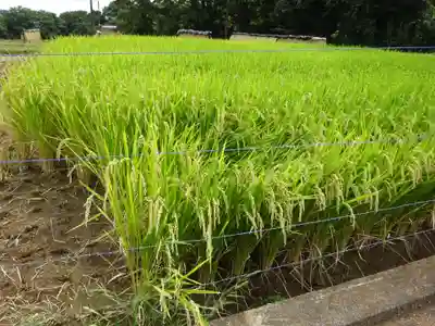 伊勢原 法泉寺の周辺