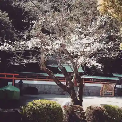 勝浦八幡神社の自然