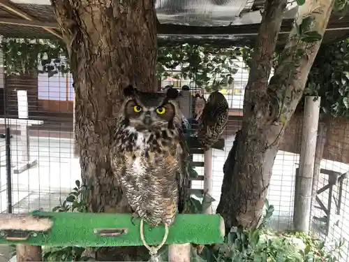 宮地嶽神社の動物