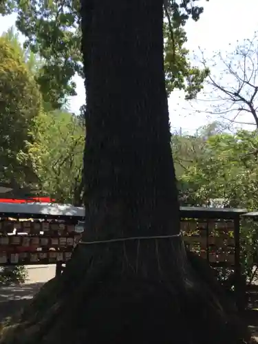 冠稲荷神社の自然