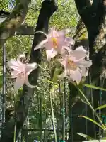 大神神社(奈良県)