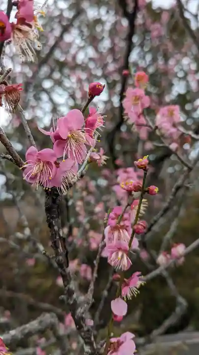 梅宮大社(京都府)