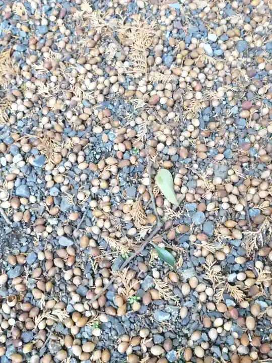 伊古乃速御玉比売神社の{uncategorized: "未分類", other: "その他", undefined: "問題あり", building: "その他建物", grave: "お墓", sacred_gate: "鳥居", guardian: "狛犬", statue: "像", buddha: "仏像", history: "歴史", nature: "自然", garden: "庭園", animal: "動物", pagoda: "塔", temizu: "手水舎", mountain_gate: "山門・神門", sanctuary: "本殿・本堂", subordinate: "末社・摂社", art: "芸術", scenery: "景色", jizo: "地蔵", ema: "絵馬", goshuin: "御朱印", omikuji: "おみくじ", items: "授与品その他", amulet: "お守り", goshuincho: "御朱印帳", eats: "食事", festival: "お祭り", votive_dance: "神楽", shichigosan: "七五三参", wedding: "結婚式", experience: "体験その他", initially: "初詣", around: "周辺", anti_infection: "感染症対策"}