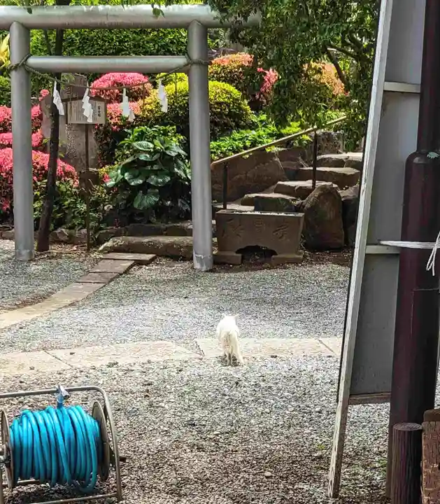 鎮守氷川神社の動物
