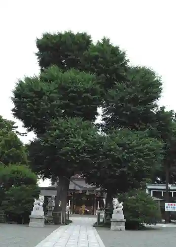 亀ケ池八幡宮の自然